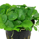 039 Mushroom grass/South American coriander/Hydrocotyle verticillata
